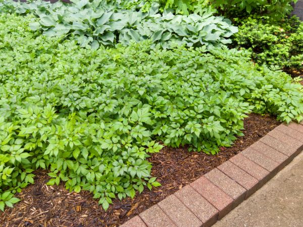 Brick Border Installation in Ballwin